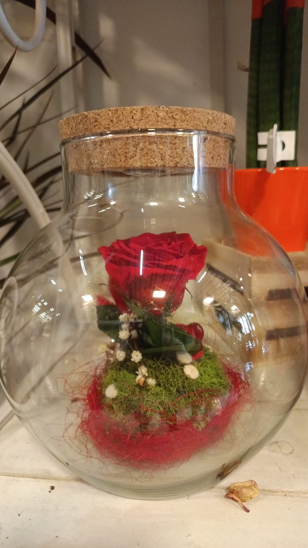 Rosa roja preservada dentro de bola de cristal con tapón de corcho, musgo y paniculata