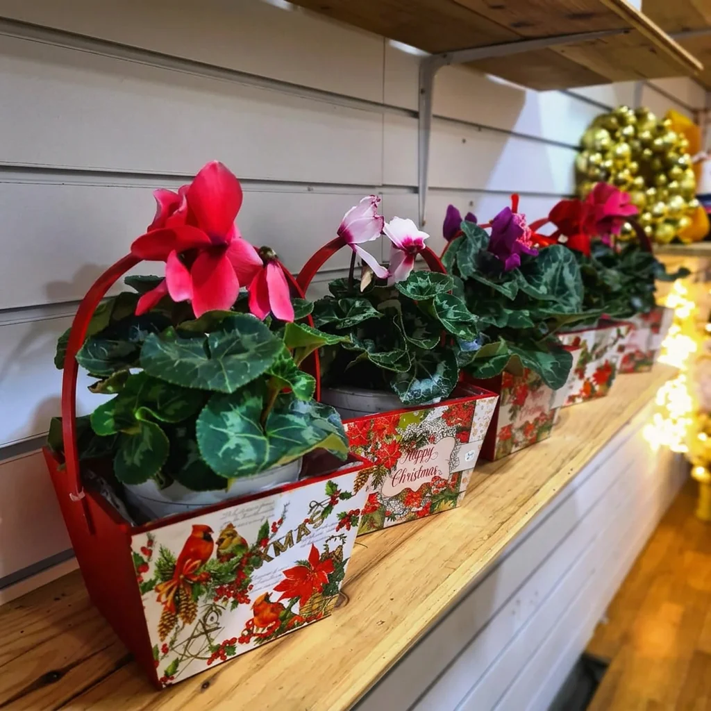 Plantas de ciclamen en cestas navideñas sobre estantería de madera